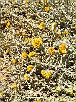 Helicrysum argyrophyllum (en Corse) (02) (Photo F. Mrugala)